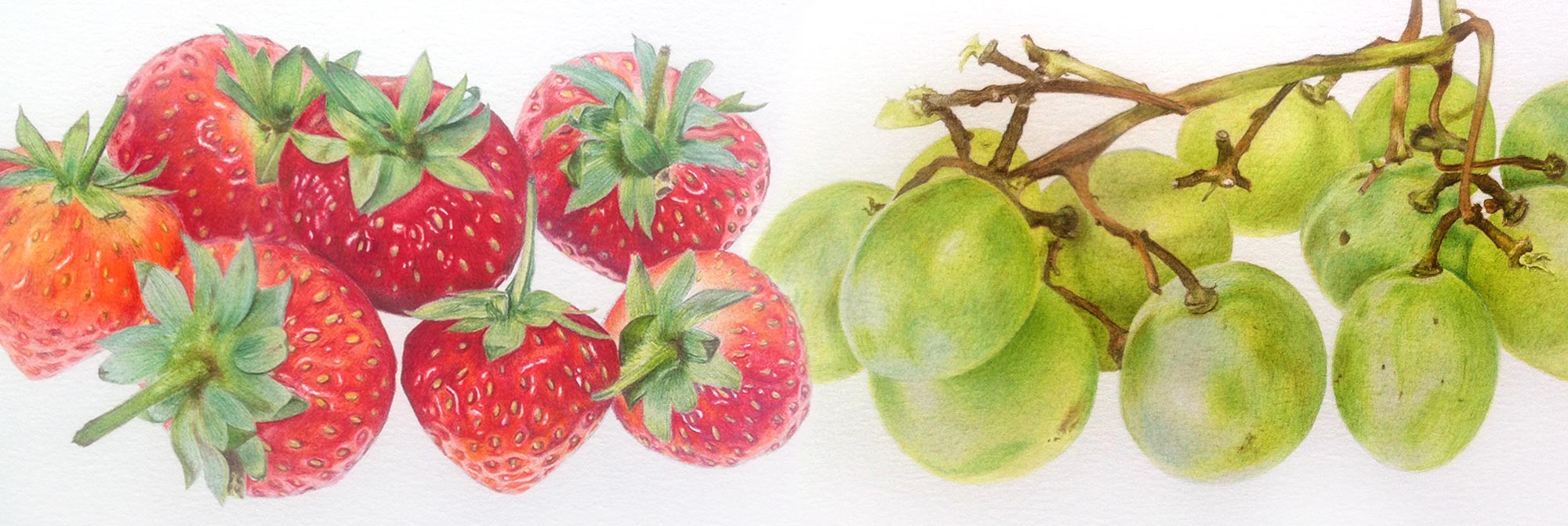 Botanical colored pencil & pastel studies