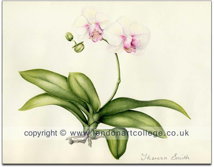 Botanical Painting Course Student Gallery | London Art College